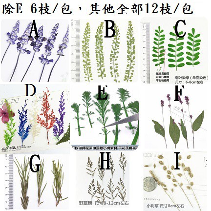 現貨供應24h快速出貨 烏蕨薰衣草獨行菜刺葉小判草壽松白千層紅花穆草綠烏蕨小草穗押花材料乾燥花