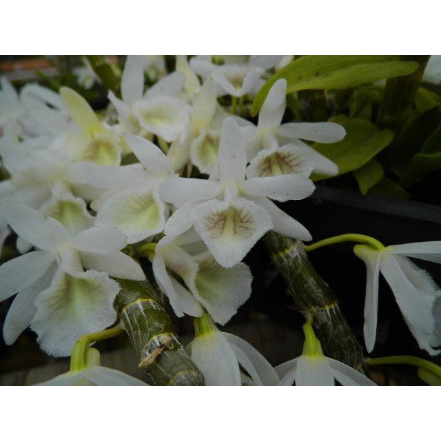 大眾蘭園 石斛蘭 Dendrobium cretaceum 白貝殼