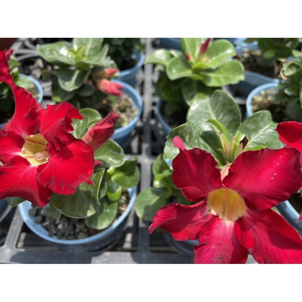 🌵多肉植物、仙人掌🌵【 🏜️沙漠玫瑰🌹(嫁接苗(迷你品種】3吋盆