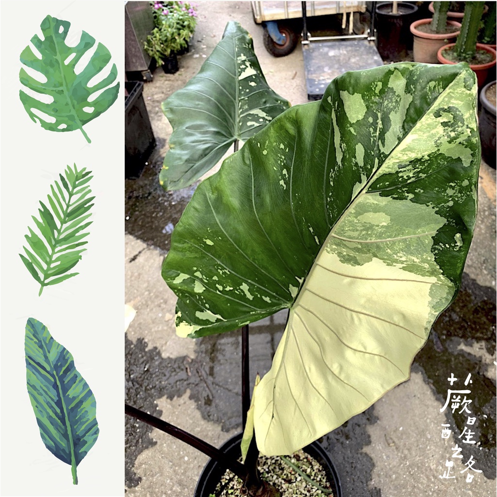 「蕨醒之路」斑葉紫柄姑婆芋 Alocasia  Black Stem variegata組培苗 雨林植物 觀葉植物