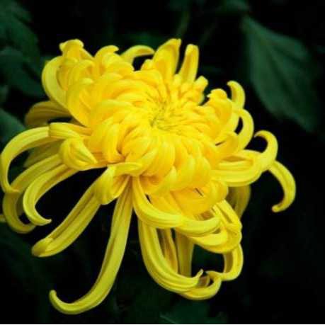 熱賣 國產 菊花精油 還挺香 蝦皮購物