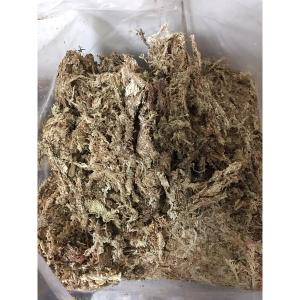 A級智利水苔/鹿角蕨、蘭花水苔/甲蟲墊材/1公斤/特價480元