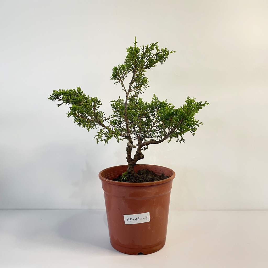 田中園藝tanakabonsai 松柏盆栽 塑形宮阪系魚川5吋 蝦皮購物