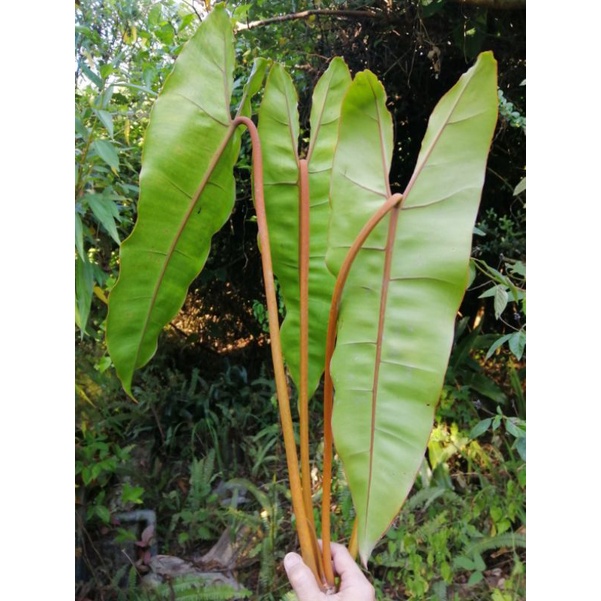 橘柄蔓綠絨 Philodendron billietiae
