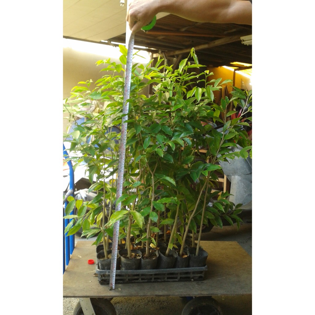 【靜思香品藝社】植菌可結香之 沉香樹苗(高40~60cm)~不寄送需自取