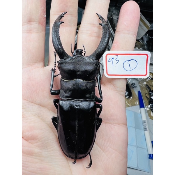 昆蟲標本（死的非活體） 犀牛叉角 Hexarthrius rhinoceros