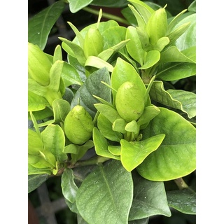 大花/大葉 玉堂春 ｜5吋盆/6吋盆～多年生常緑灌木香花植物⋯