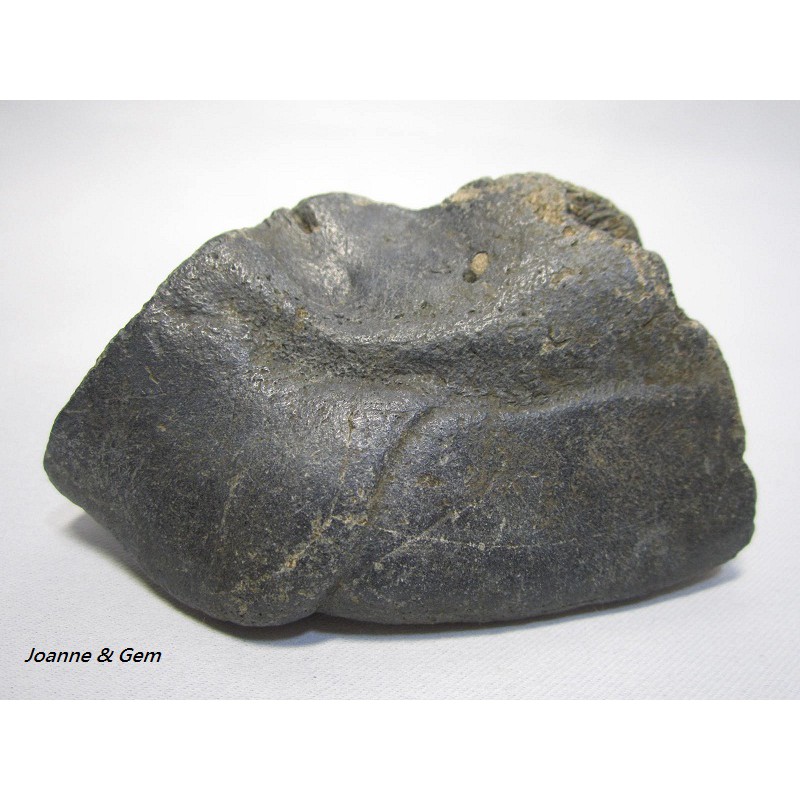 龜甲板-烏龜殼化石a~動物化石-美國佛州~地球的古老記憶~收藏品、標本