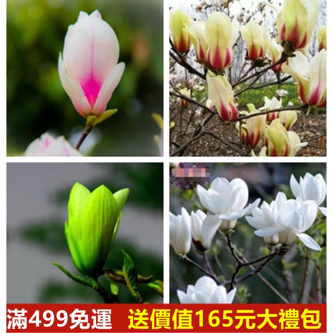玉蘭花種子 10元1顆 四季開花大型庭院紅黃白紫玉蘭樹苗廣玉蘭花苗綠化苗木 蝦皮購物