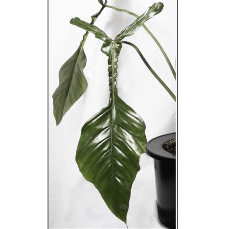 「丁字褲蔓綠絨」稀有 雨林植物 珍奇 觀葉植物 封面網路美照