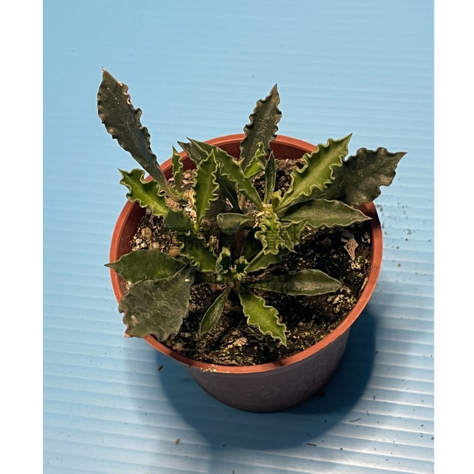 萬花叢 多肉植物 皺葉麒麟 3吋盆 療癒小物 蝦皮購物