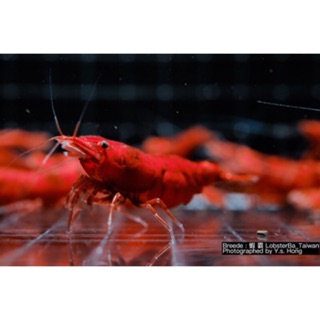 [蝦霸]紅蝦系列✨極火蝦 烤漆蝦 血腥瑪麗 觀賞蝦 飼料 高級餌料