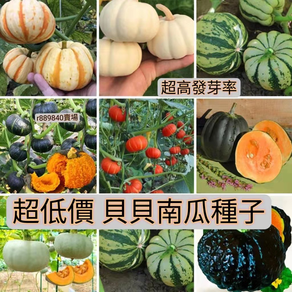 1🍓台灣💋貝貝南瓜種子 綠貝貝 蔬菜種子 南瓜種子 小南瓜種子