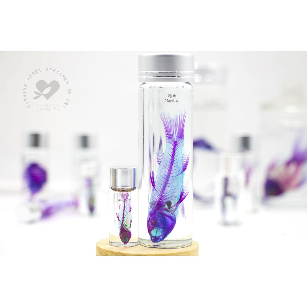 透明魚標本ptt與dcard推薦網拍商品 21年12月 飛比價格