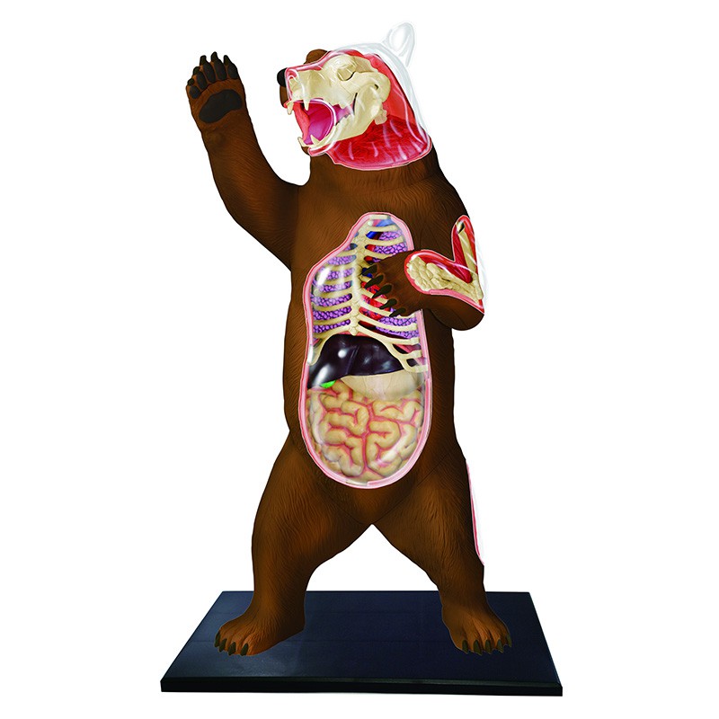 4D MASTER益智拼裝玩具模擬動物生物黑熊器官解剖醫學用教學模型