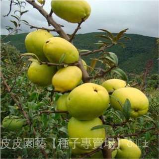 水果種子夯木瓜種子酸木瓜光皮木瓜木瓜木瓜海棠酸木瓜果種子 jWQC