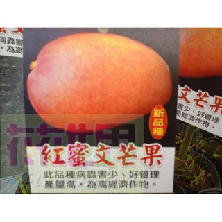 花花世界-水果苗**紅蜜文芒果( 口味似蜜雪芒果)**4.5吋盆/高60-80cm/果香美味*不建議超取*