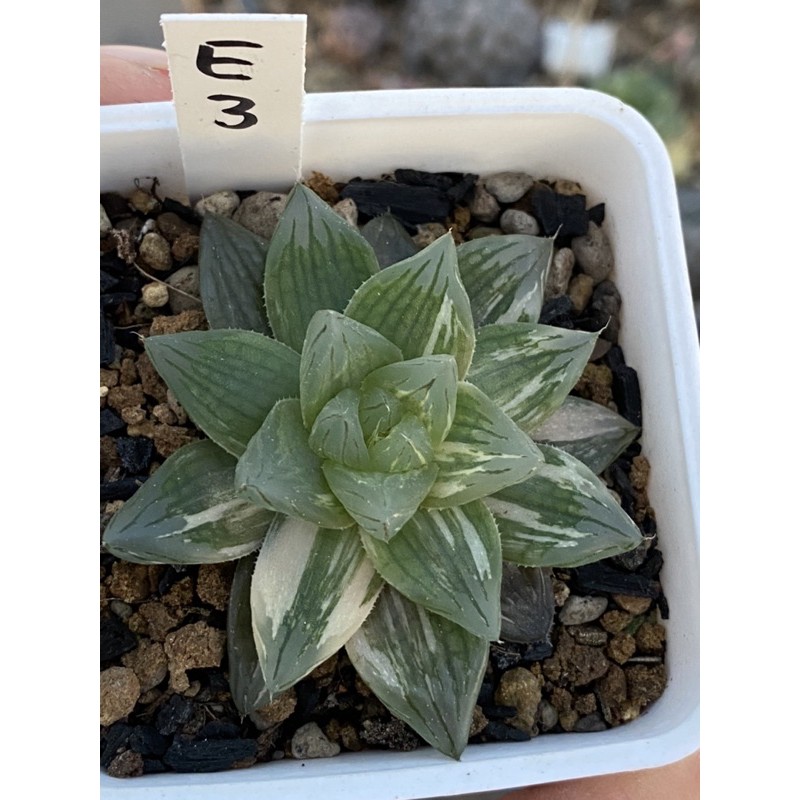 Haworthia ハオルチア花火オブツーサ錦 蝦皮購物
