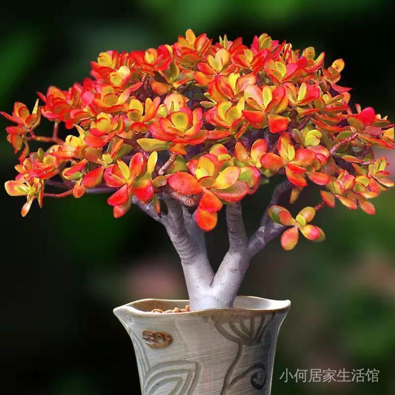 多肉姬紅花月玉樹老樁綠植盆栽花卉新花月錦綠植易活室內四季 蝦皮購物