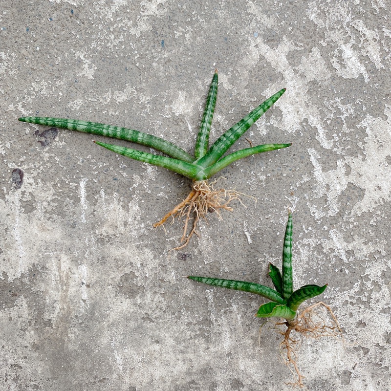 🌵限時優惠🌵《RO2 GARDEN》多肉植物｜棒葉虎尾蘭