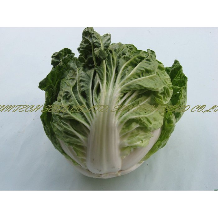 【蔬菜種子S273】夏天結球白菜~最適合夏天種植，因為較野性，風雨後恢復力強。