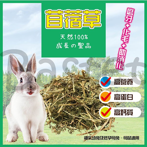 紫花苜蓿草兔子牧草新鮮天然兔子主食兔飼料寵物天竺鼠龍貓小動物無過篩 蝦皮購物