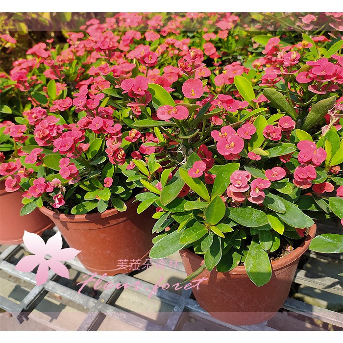 芙菈朵森林 園藝館麒麟花5吋盆觀花植物綠籬植物多色 蝦皮購物