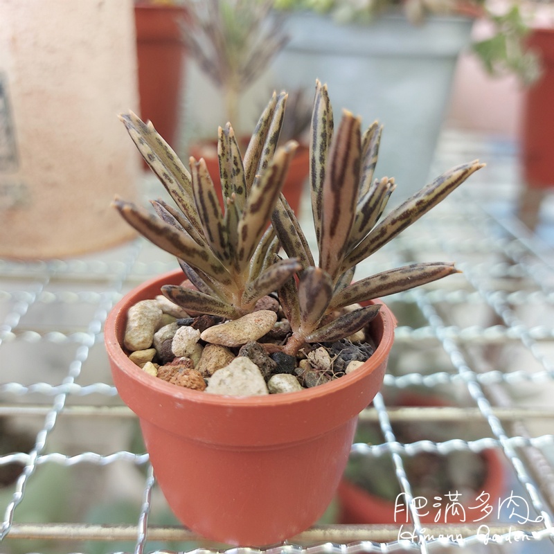 肥滿多肉 1吋多肉植物 錦蝶 棒葉不死鳥 附盆土 蝦皮購物
