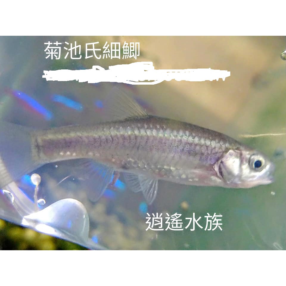 逍遙水族館 台北市實體店面 飼料魚 活餌 釣餌 稀少原生魚 菊池氏細鯽 稻花魚 便當魚 池上便當第一代菜色便當魚 蝦皮購物