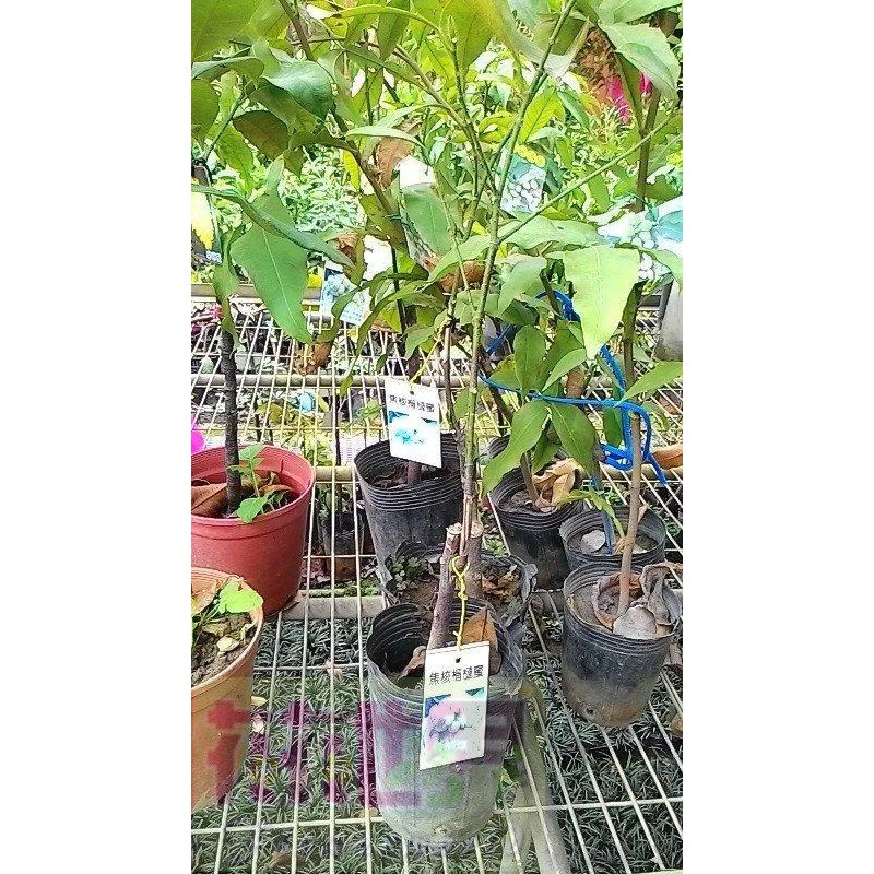 水果苗  焦核榴槤蜜  4吋盆高30-50cm肉甜無纖維【花花世界玫瑰園】