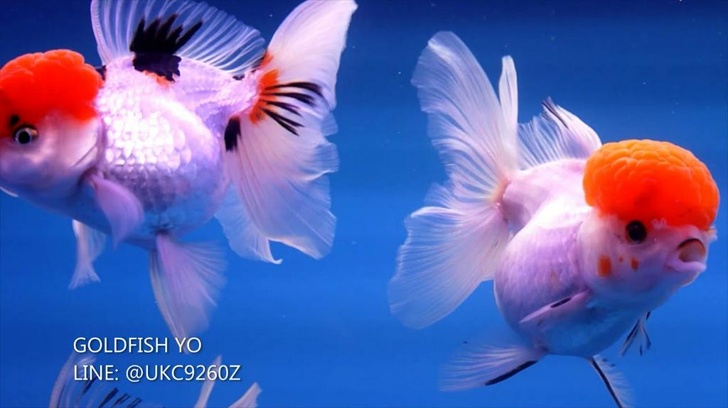 悠悠水族寵物生活館 線上商店 蝦皮購物