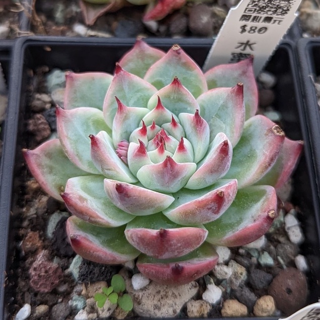 超歓迎された】 水蜜桃 多肉植物 saporeitaliano.cl