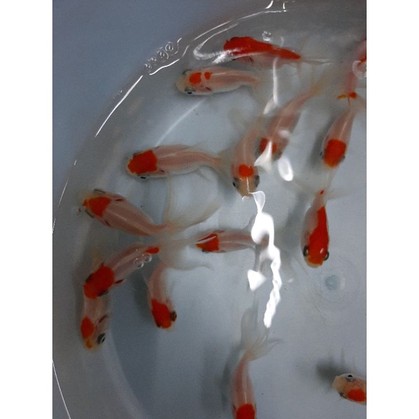 金魚琉金 飛比價格 優惠價格推薦 22年3月