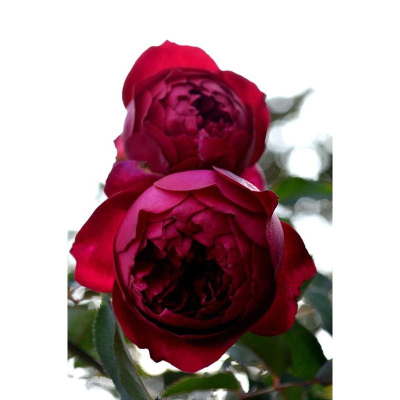 秋日胭脂 Autumn Rouge。悠遊山城(創始店)5-6吋盆玫瑰~特價350