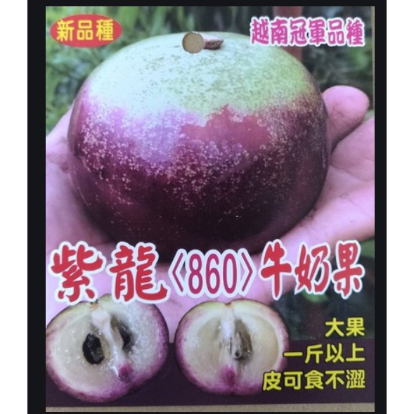 花囍園_水果苗--紫龍&lt;860&gt;牛奶果--越南冠軍品種~大果~皮可食用/4吋