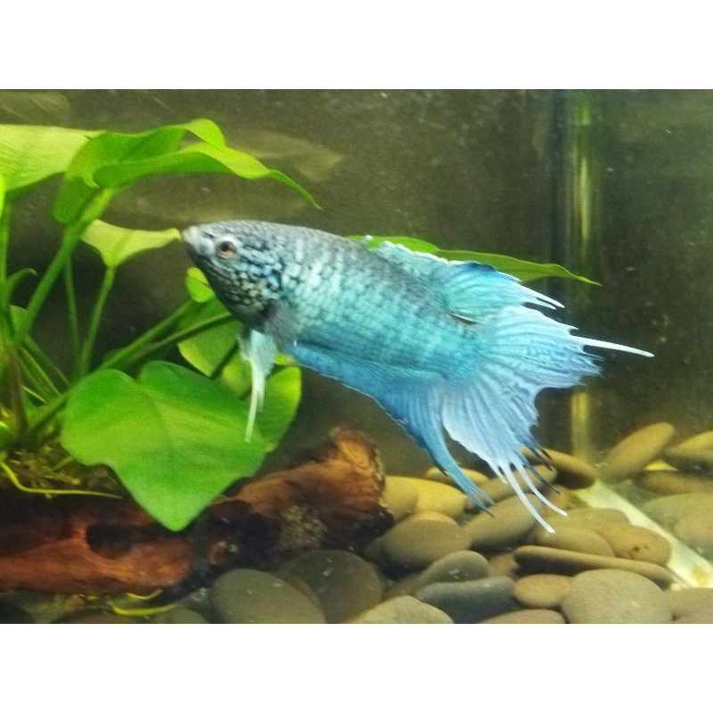 ［苔之坊］公37蛇血藍公。活餌/飼料。       蓋斑鬥魚飼料。蓋斑鬥魚