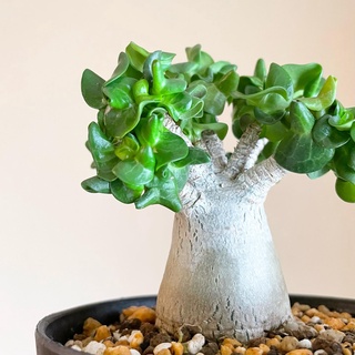 羊角沙玫DHA 沙漠玫瑰 捲葉玫瑰/園藝多肉植物/潮流植物