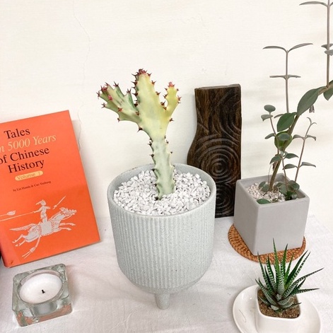 【小鮮肉肉】帝錦 多肉植物成株(3吋盆) 白化帝錦 超美白色仙人掌 實品拍攝 現切枝條