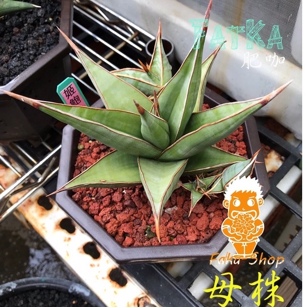 姬鮑魚虎尾蘭-肥咖多肉  (11/22拍) 3.5吋 含盆