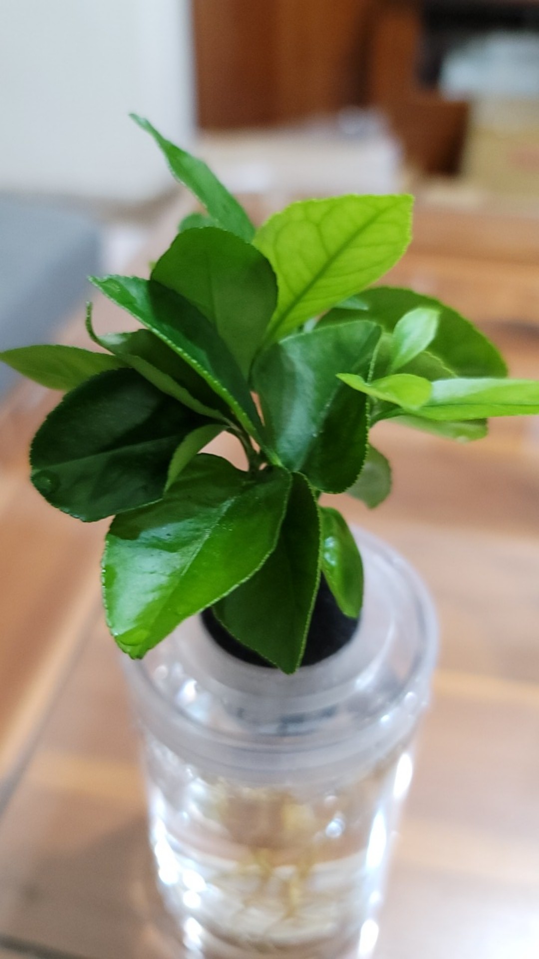 現貨 理想小品 柚子水耕盆栽無土種植簡單種植觀葉植物室內植物完全水培養塑膠飾品創意花盆盆栽 蝦皮購物