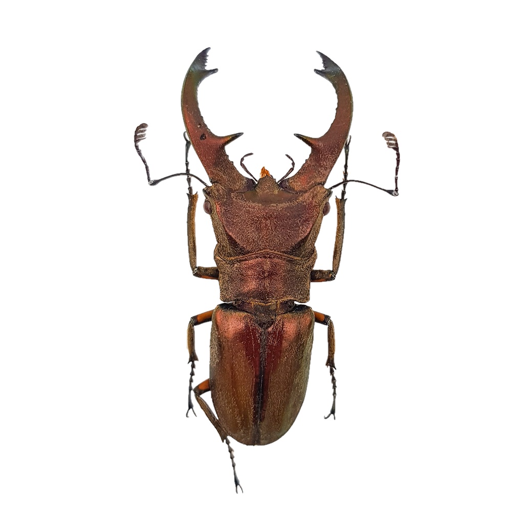 【黃金蟲蘭 網路商店】庫陪歐尼塔斯細身赤鍬形蟲 40~49mm 單公標本