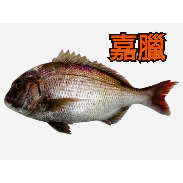 嘉臘魚－#龍虎石斑魚#珍珠石斑魚#澎湖直送#澎湖優鮮#海鮮#龍膽石斑魚#海鱺魚#金鯧魚#嘉臘魚#海水養殖#魚塊#魚肉#無