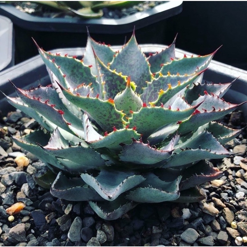 多肉植物 龍舌蘭 agave 《血蟹短葉型》