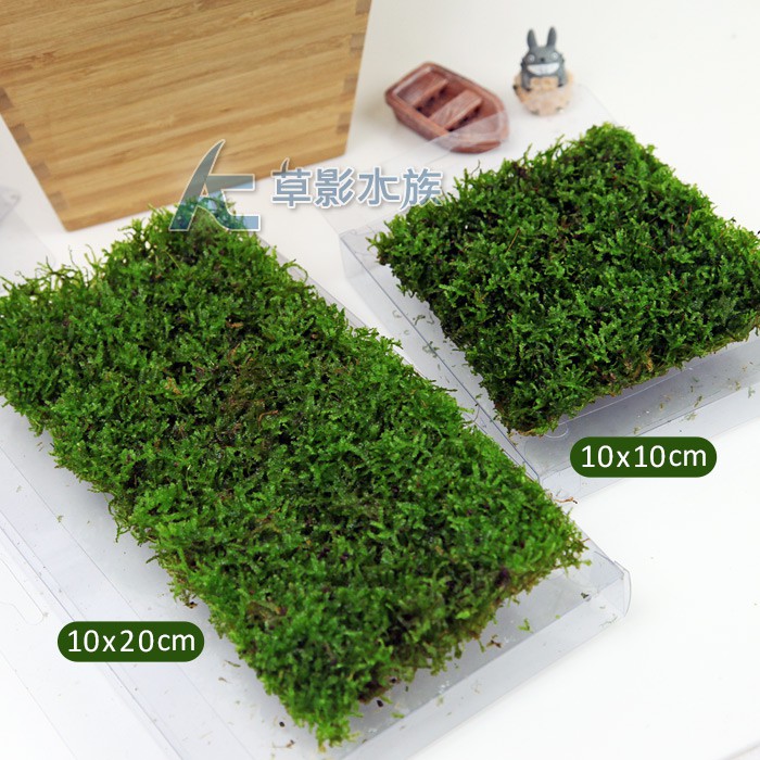 Ac草影 卡夾式默思草皮 15x10cm 一盒 水草前景草陰性水草陰性草不須二氧化碳不用co2 蝦皮購物