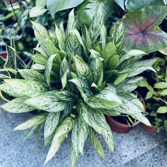 興趣種植#粗肋草#銀后粗肋草#黑美人粗肋草#亞曼尼粗肋草#極光粗助草#粉紅大麥町粗肋草#巴黎美人粗肋草#觀葉植物