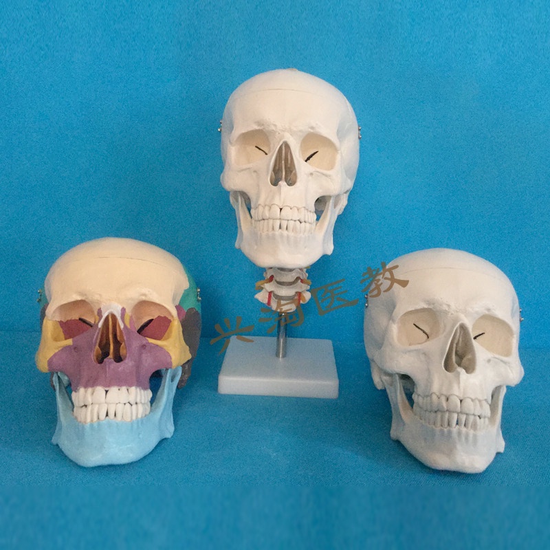 ♥❤高級頭骨模型骷髏頭人體骨骼模型帶頸椎動脈仿真正骨1:1