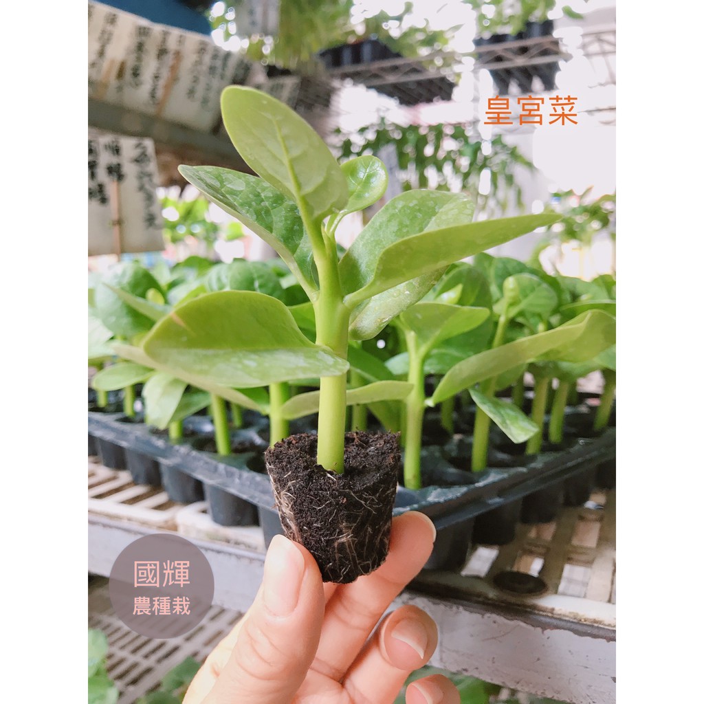 國輝農種栽 皇宮菜 種苗 5株 10株 自家穴盤培育一代交配品種 大葉品種全年可播種易栽培 蔬菜種苗 蝦皮購物