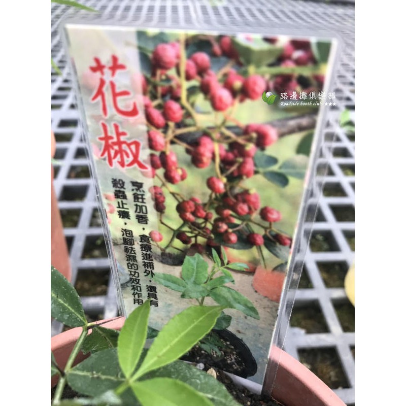 青花椒苗 Ptt Dcard討論與高評價網拍商品 21年10月 飛比價格