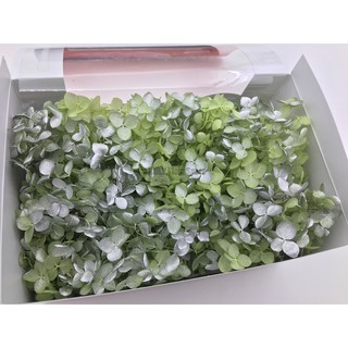 Truly 可刷卡 永生花 不凋花toka 東北花材小葉安娜貝爾 水無月雙色漸層 雙色亮彩拆盒繡球紫陽花 蝦皮購物