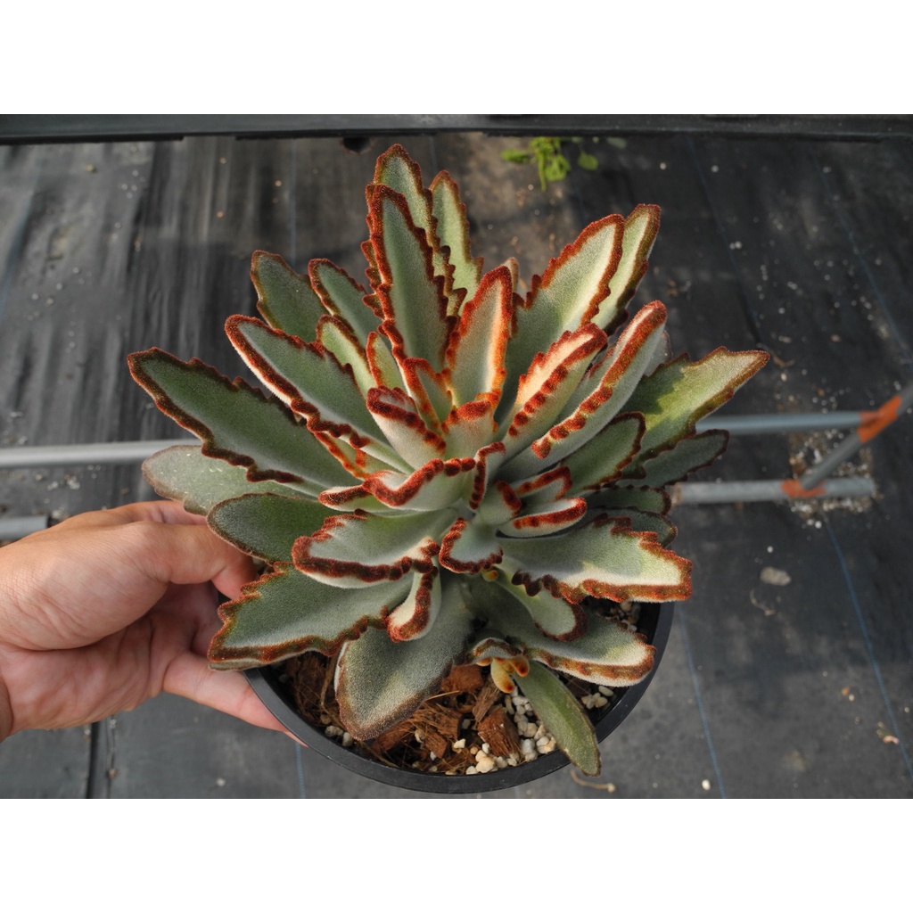 月兔x玫瑰黑兔特選苗景天科kalanchoe 多肉植物詠詠多肉 蝦皮購物